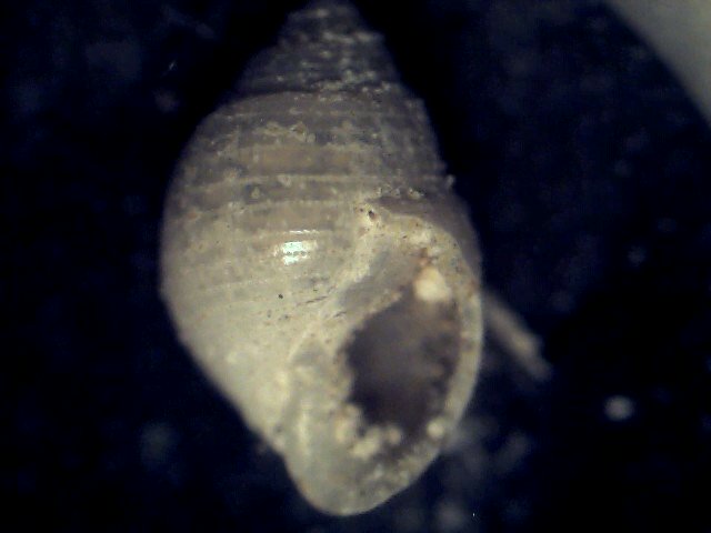 Liocarinus globilinus?